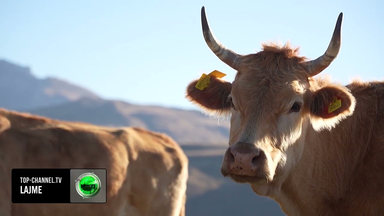 Top Channel/ Ekspertët e bujqësisë propozojnë që të hiqet TVSH 20%. Tarifa për qumështin nga Serbia