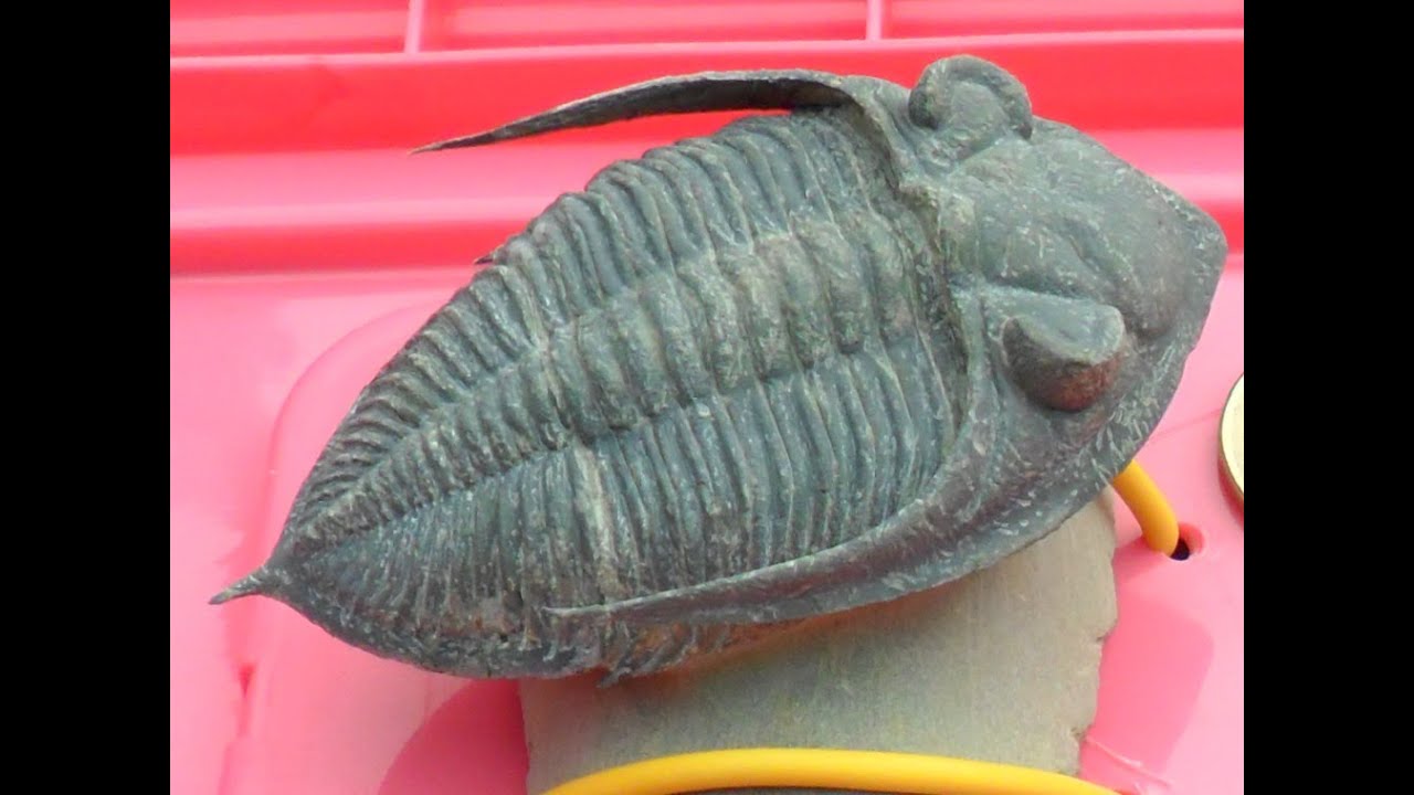 # 8030  MAGNIFIC DISPLAY   Zlichovaspis sp.  (AKA Odontochile)   MOROCCAN DEVONIAN