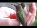 Hummingbird hand feeding with whistle call! 🎶😚