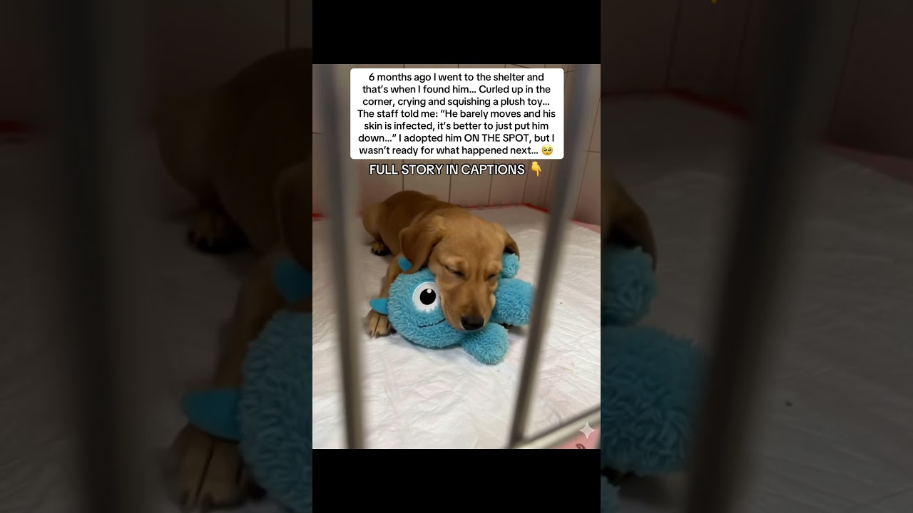 YOU WON’T BELIEVE WHAT THE SHELTER WANTED TO DO WITH HIM 🥺💔