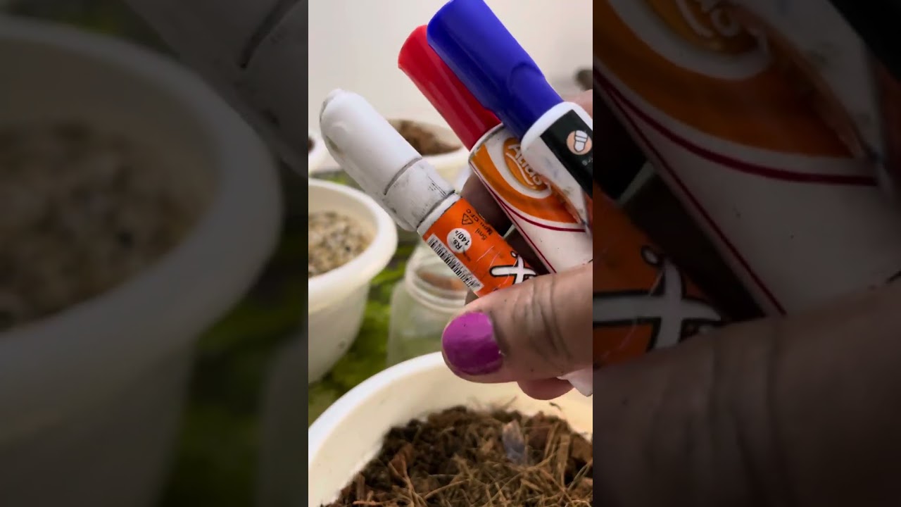 ඇන්තූරියම් පැලයක් සිටවීමට අවශ්‍ය දෑ. 070 703 0388