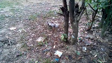 Qaib sib tog zoo saib heev