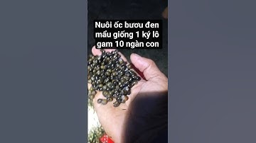 NUÔI ỐC BƯƠU ĐEN xuất nửa ký giống một ký 10 ngàn con #food #ocgiong #ocbuoudengiong#ocgiong#