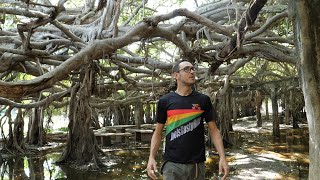 Fairy Tale Fantastic Forest 🕸 🌳 💦 The Amazing WEEPING FIG TREES of Phimai 🇹🇭
