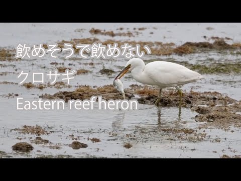 【飲めそうで飲めない】クロサギ Eastern reef heron