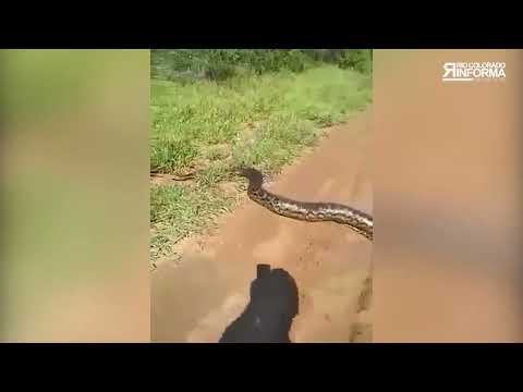 Se topó con una serpiente de mas de 3 metros de largo