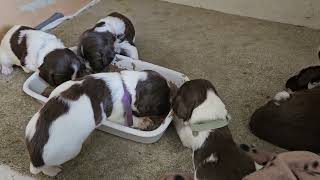 Puppies Starting on Solids, Puppy Mash Time! by Wixy Belle 357 views 3 weeks ago 5 minutes, 25 seconds