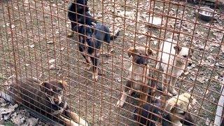 Activists angry over Russian order to kill stray dogs in Sochi