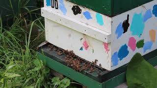 VT AGENCY OF AGRICULTURE FOOD & MARKETS - APIARY PROGRAM
