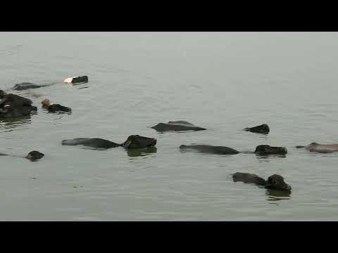 Buffalo Swimming