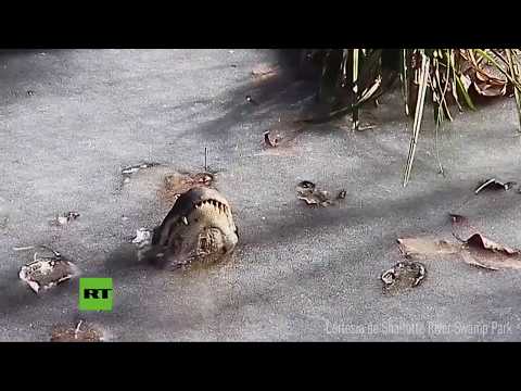 Caimanes se quedan 'incrustados' en el hielo en el infierno invernal en EE.UU.