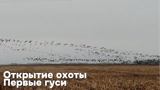 Открытие охоты. Первые гуси