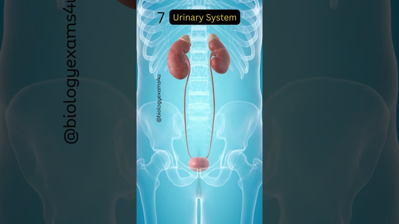 11 Human Organ Systems