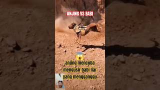 Anjing Mengusir Babi Liar Dari Wilayahnya