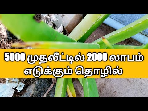 தினமும் 2000 லாபம் தரும் தொழில்
