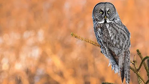 Bird Chat: AlaskaBirding the Last Frontier by Andy...