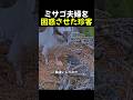 ミサゴ夫婦を困惑させた珍客