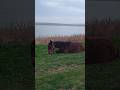 Horse 🐎 lay down on the grass near the lake / Лошадка 🐴 прилегла на травку возле озера #horse