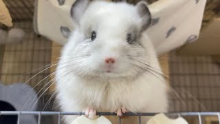 kakaさんち🦊の配信のサムネイル画像