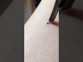 How To Remove A Tick