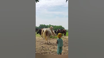 Cưỡi Ngựa chăn Dê cho Đà Điểu ăn