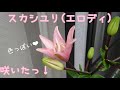 【色っぽい❤】スカシユリ(エロディ)