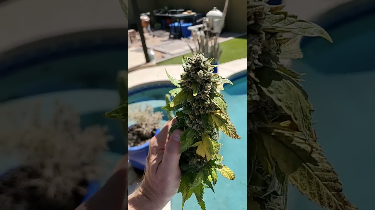 early harvest checking Marijuana