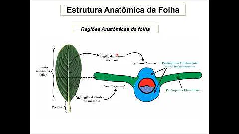 O que é uma folha simples?