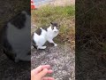 激しい一般通過猫様 #猫#cat#野良猫#地域猫#一般#鳴き声#Short