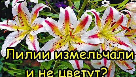 ЛИЛИИ ИЗМЕЛЬЧАЛИ или НЕ ЦВЕТУТ? Вот что нужно сделать!