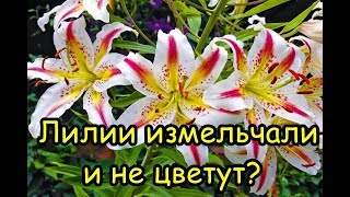 ЛИЛИИ ИЗМЕЛЬЧАЛИ или НЕ ЦВЕТУТ? Вот что нужно сделать!