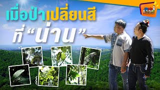 เมื่อป่าเปลี่ยนสีที่ จ.น่าน - สูงเตี้ยเรี่ยดิน EP.114