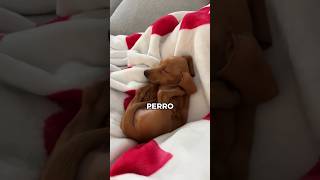 Las posiciones raras de tu salchicha… tienen explicación 🐶#perrosalchicha