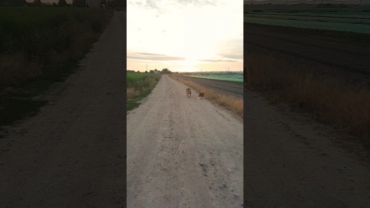 Morgen runde mit dem Bruder, Spaß zu zweit 🐶🐶 