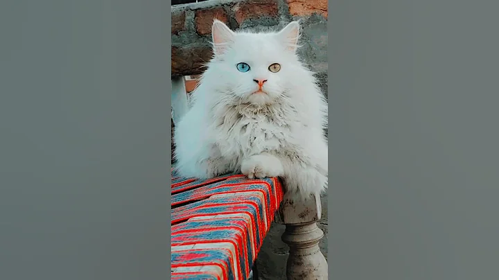 Video 1610461: persiancat persians, persian cat odd eyes, persiancat funny cat cute, persian cat newborn baby