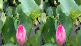 Lotus flower pond Shinobazu 3D 20120726 4