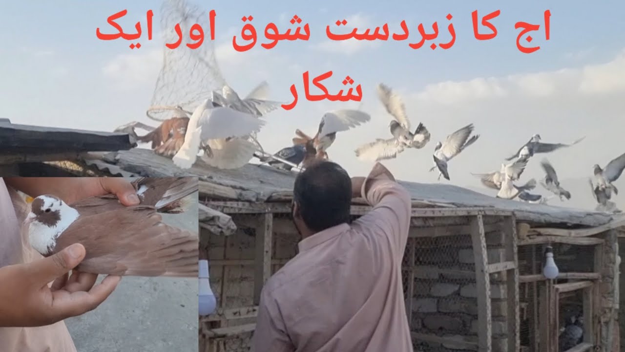 Aaj ka jabardast shauk aur ek shikar 🕊️🕊️🕊️#pigeon #birds #support 
