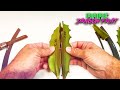 How to CREATE a DRAGON FRUIT Somatic Hybrid