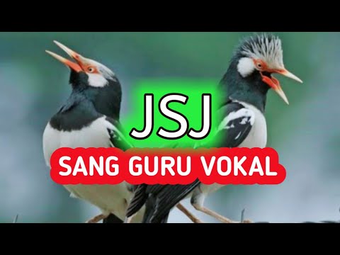 Masteran Jalak Suren Gacor Mewah! Untuk Menaikan Emosi dan Birahi Jalak Biar Cepat Bongkar Isian