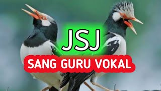 JALAK SUREN BAHAN & ANAKAN  COBA LATIH DENGAN MASTERAN INI (SUARA UNIK & BERVARIASI)