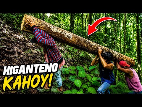 P2 - GRABE! PAANO NAMIN NAIAKYAT ANG NAPAKALAKING KAHOY NA ITO? 😱🪵💪