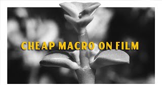 Macro Film Photography without expensive gear