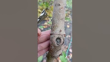 NEVER DO THIS! #shorts #grape #viticulture #vineyard #garden #gardening #tree #top #recommended