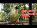 Suara Sirtu/Cipoh Betina Gacor Memanggil Jantan Ampuh