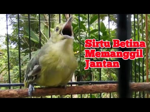 Suara Sirtu Cipoh Betina Gacor Memanggil Jantan Ampuh