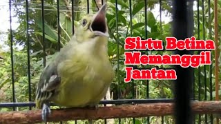 Suara Sirtu/Cipoh Betina Gacor Memanggil Jantan Ampuh