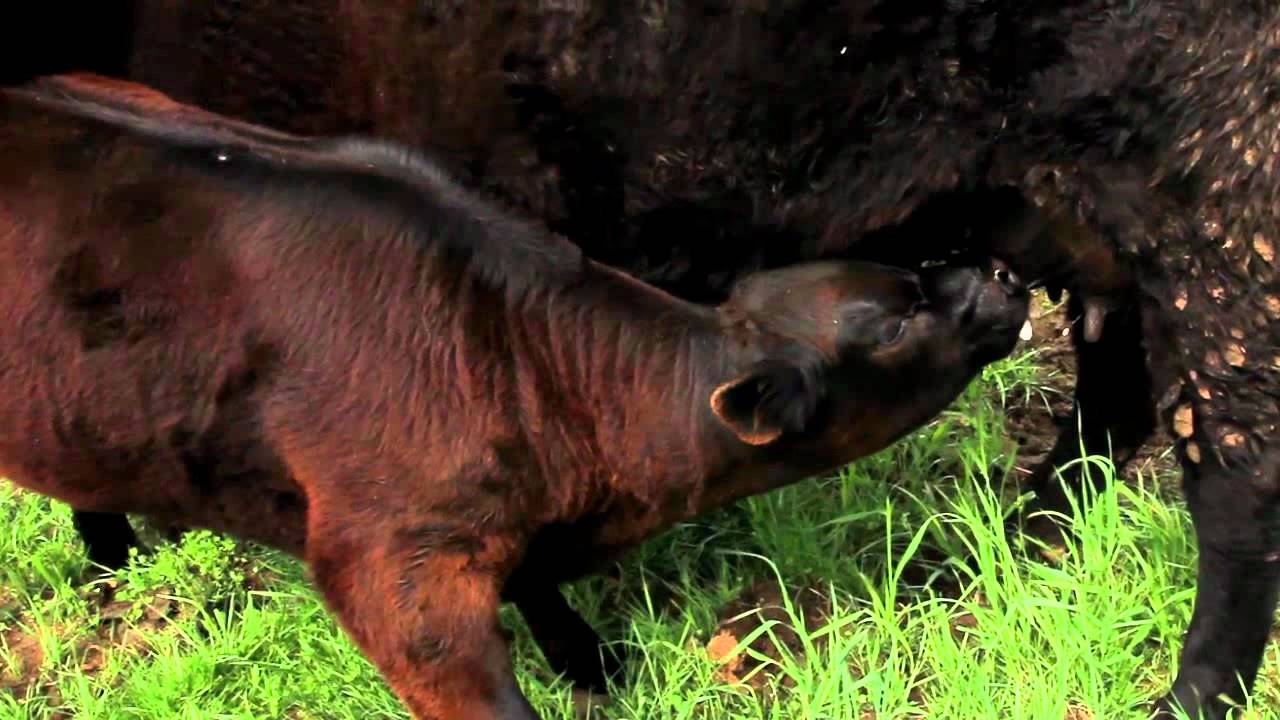 Canadian Angus Association Success Starts Here YouTube Canadian Angus Association Success Starts Here YouTube