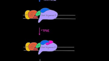 Figure 11.9 TFIIH phosphorylates Rbp1