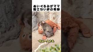 母親に捨てられた赤ちゃん猿。飼育員がぬいぐるみをプレゼントした結果…愛おしすぎる反応に全米が泣いた。ヘッ
