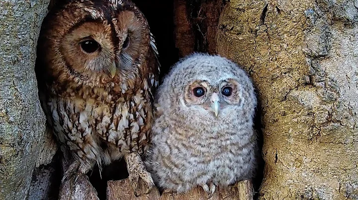 Tawny Owl Chicks First Fabulous Flights | Bonnie & Ozzy | Robert E Fuller